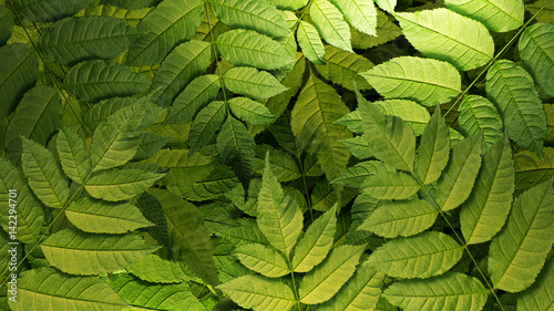 3d rendering picture of green leaves. Top angle view.