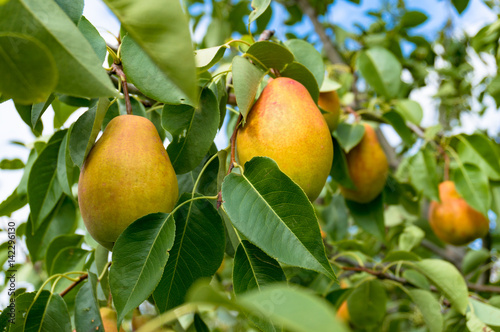 Ripe pears on tree in orchard
