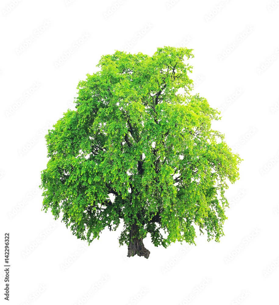 Obraz premium Persimmon Tree