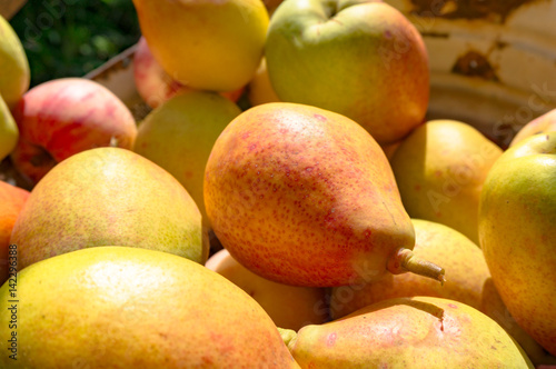 Close up of ripe yellow pears