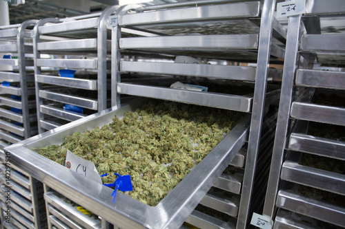 Indoor Marijuana Cultivation and Curation