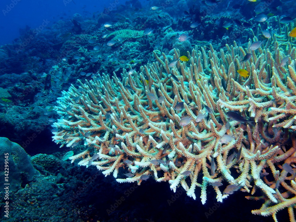 Stone coral Stone coral