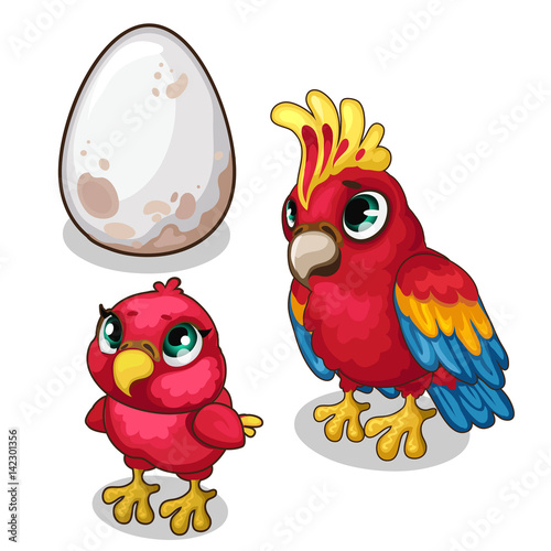 Family of parrots, parent, baby and egg. Vector
