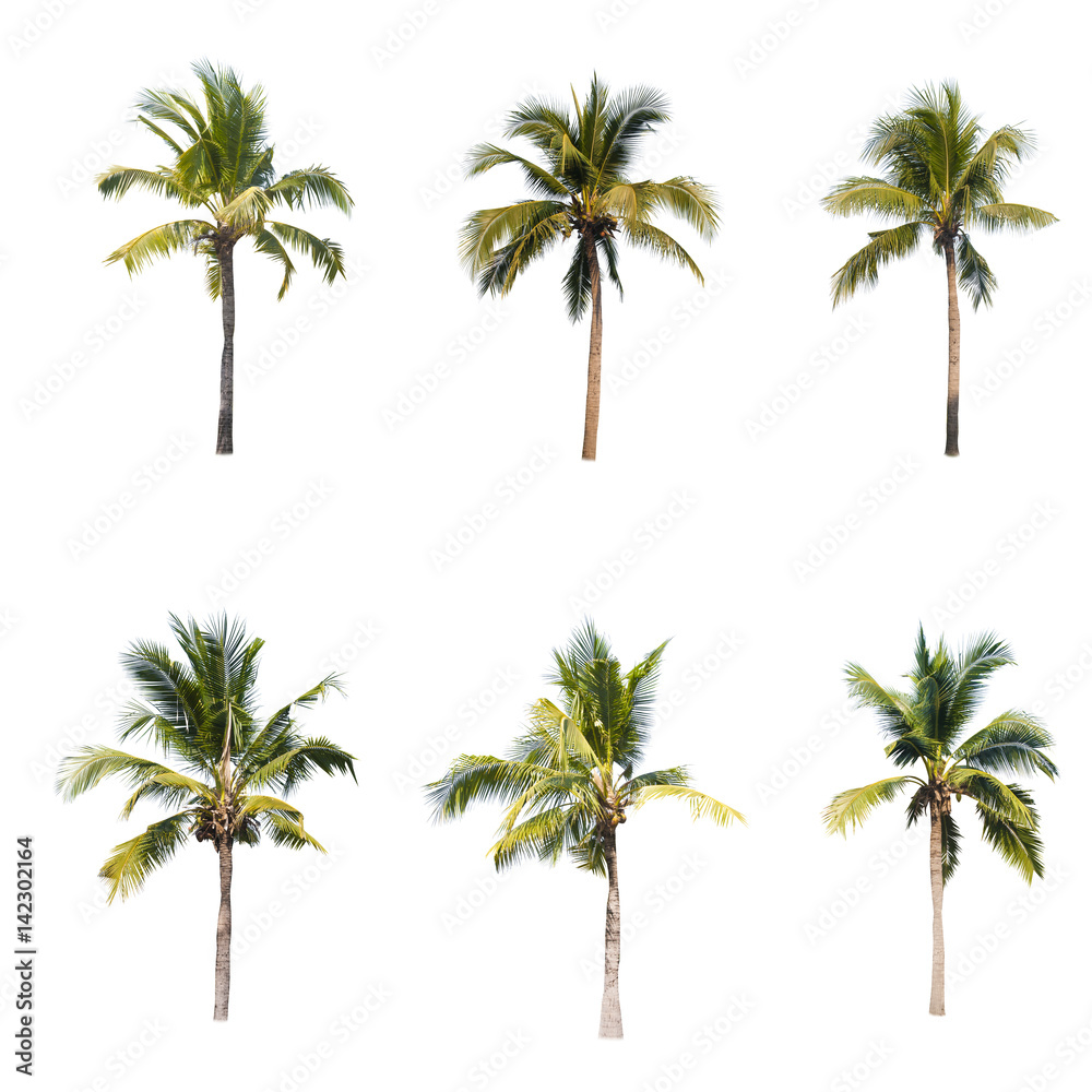 Coconut trees on white background 
