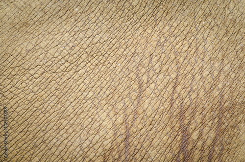 фотографія Rhino Leather skin texture background