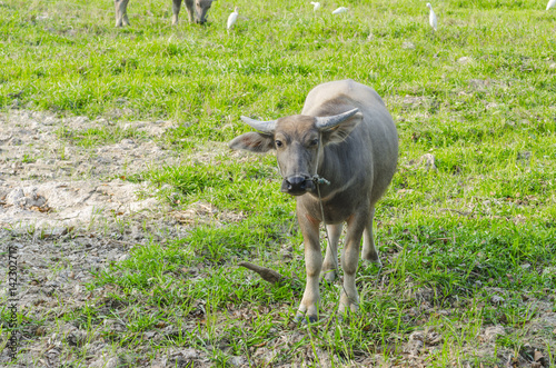 Water buffalo standing on g...