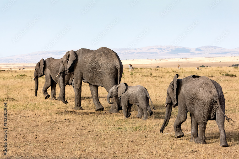 Elephants in Africa