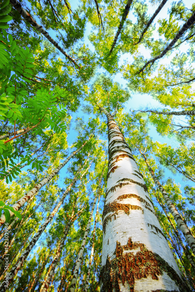 Fototapeta premium summer in sunny birch forest
