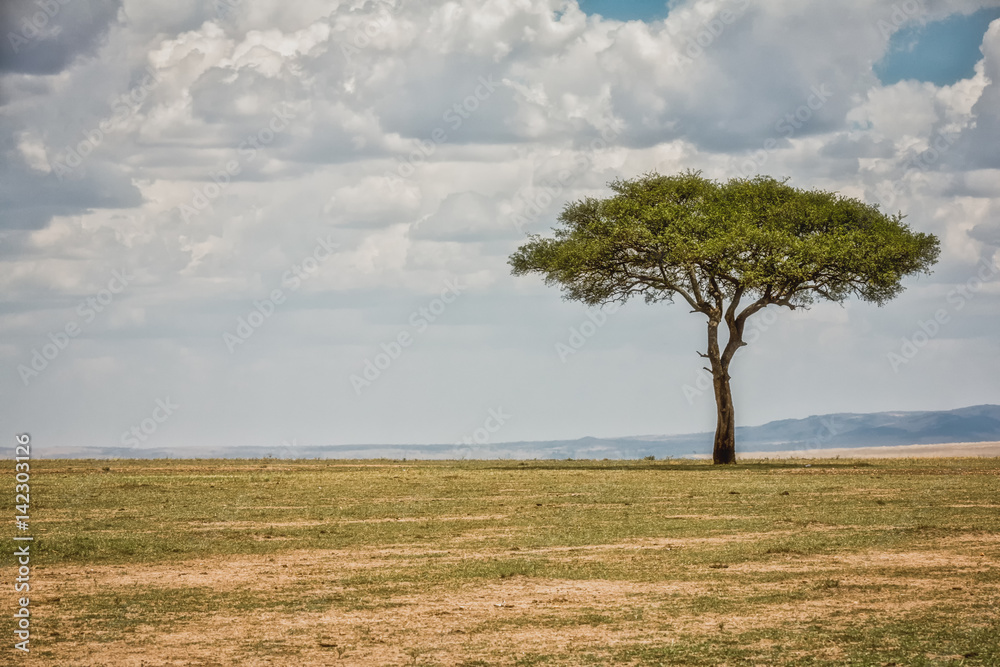 Kenya Masai Mara park savannah