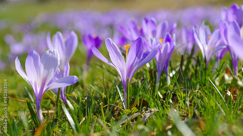 Drebach Krokuswiesen im Erzgebirge - Crocus flowers in Drebach, Saxony Drebach Krokuswiesen im Erzgebirge - Crocus flowers in Drebach, Saxony