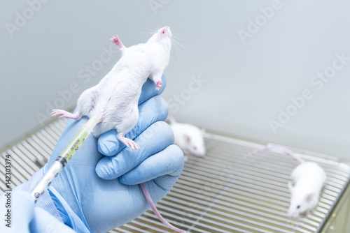 Researcher administrates drug into the experimental mouse by intraperitoneal injection photo