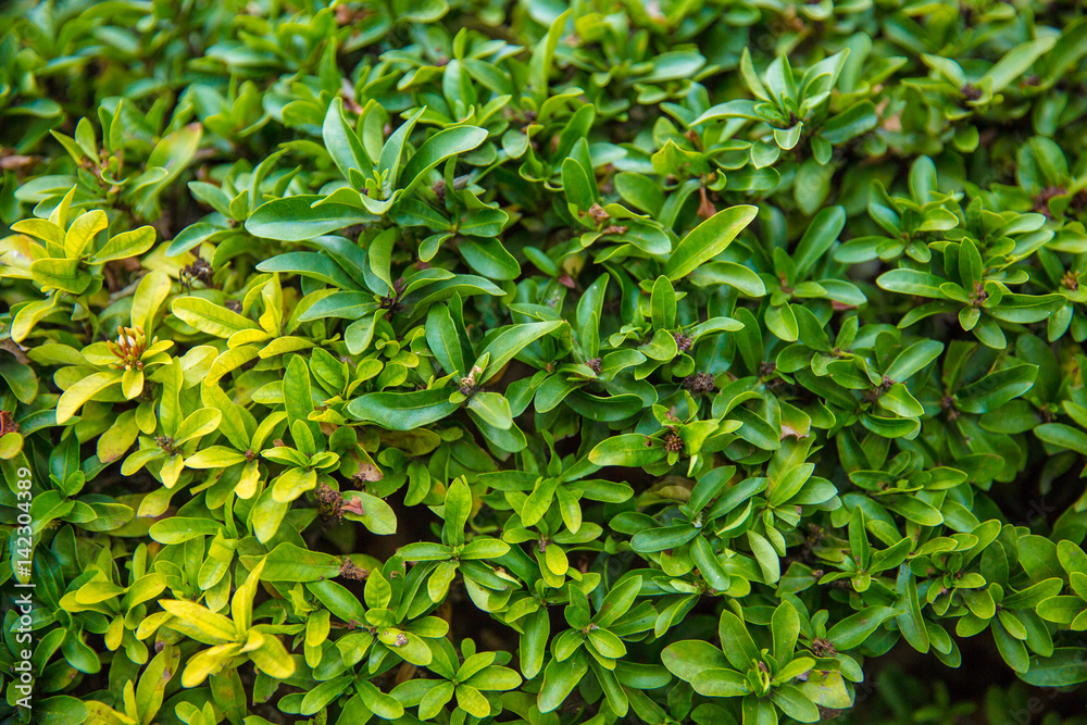 Green leafs is element to wrapping 3D object, Natural is many leafs wallpaper, freshness green texture for background. Green leafs is element to wrapping 3D object, Natural is many leafs wallpaper, freshness green texture for background.