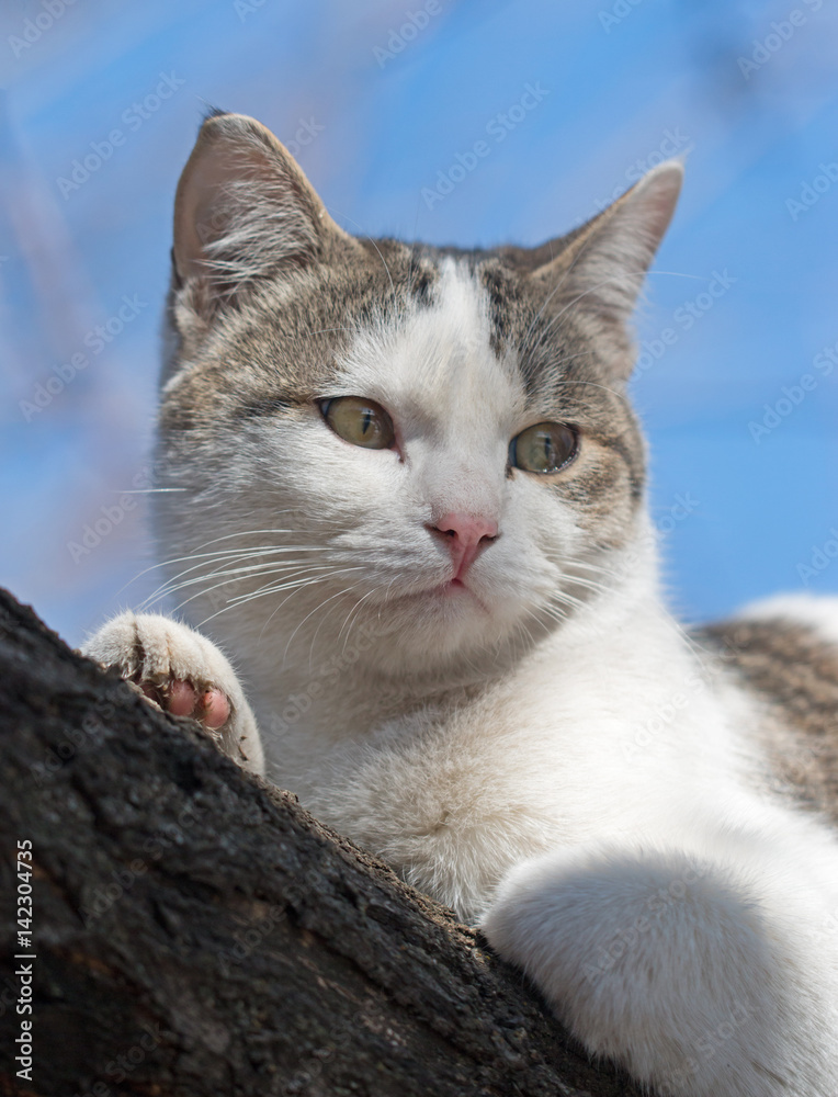 Cat on a tree