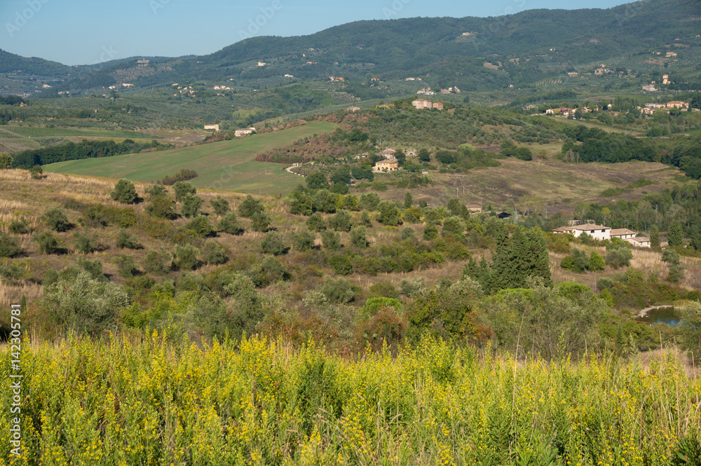 Fototapeta premium Rural Tuscany landscape of olive trees and green hills