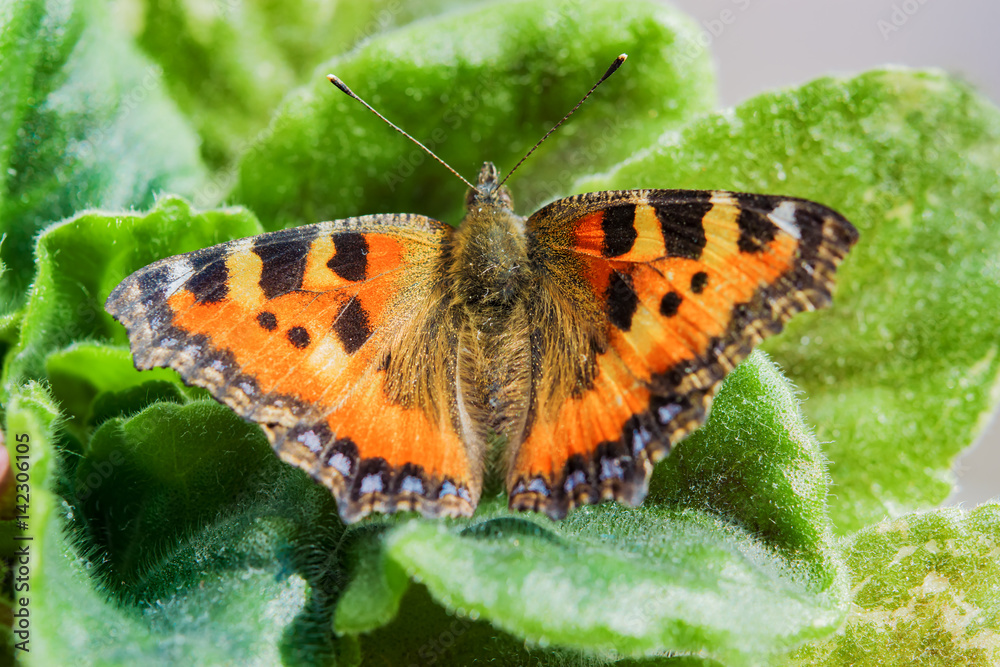 Obraz premium Landscape insect butterfly Polygonia brown with blue spots sits on a green leaves.Selective focus.