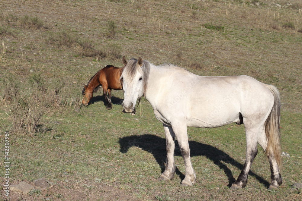 Gray horse is grazing in a meadow in early spring, Altai, Russia Gray horse is grazing in a meadow in early spring, Altai, Russia