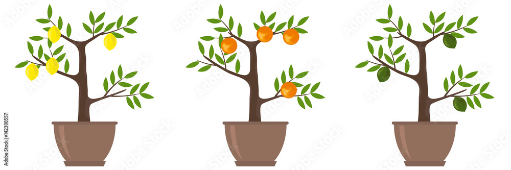 Citrus Trees