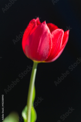 rote Blume vor schwarzen Hintergrund