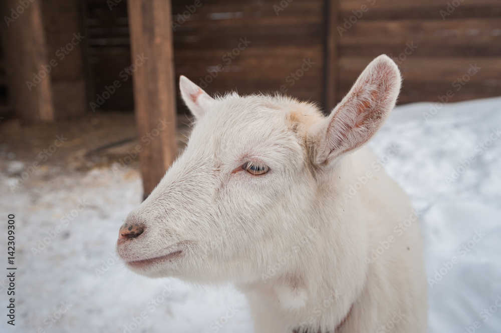 A white goat on the snow stands in the afternoon. A white goat in winter is fed, she stands and screams, just looks