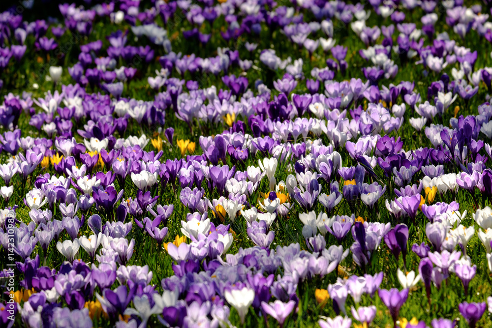 Obraz premium crocus