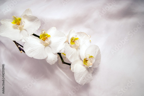 The branch of white orchids on white fabric background