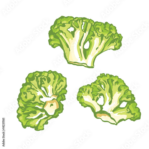 Vector hand draw illustration of broccoli on white background