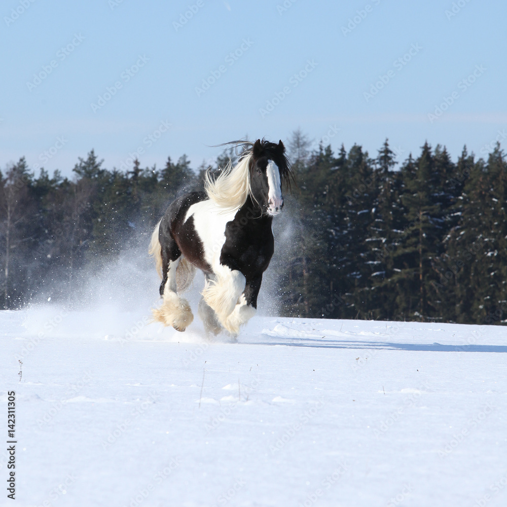Fototapeta premium Amazing stallion of irish cob running in winter