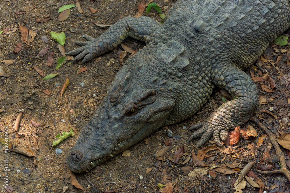 crocodile crocodile