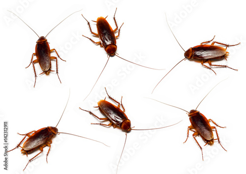 set of cockroach on white background