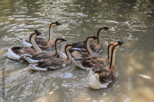 Domestic Small group  white goose in pond. photo