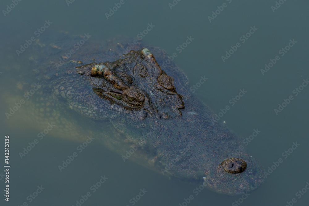 Fototapeta premium crocodile