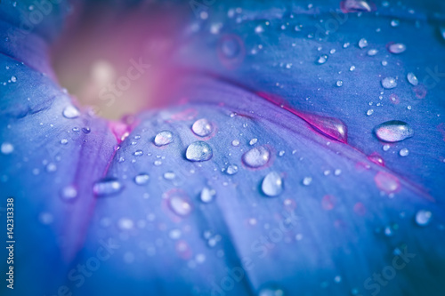 Extreme closeup of blue Morning Glory flower with morning dew drops. Shallow depth of field