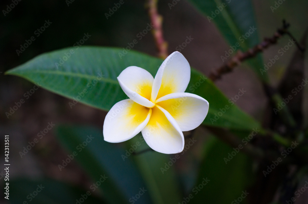 Obraz premium Frangipani, plumeria flower and leaves