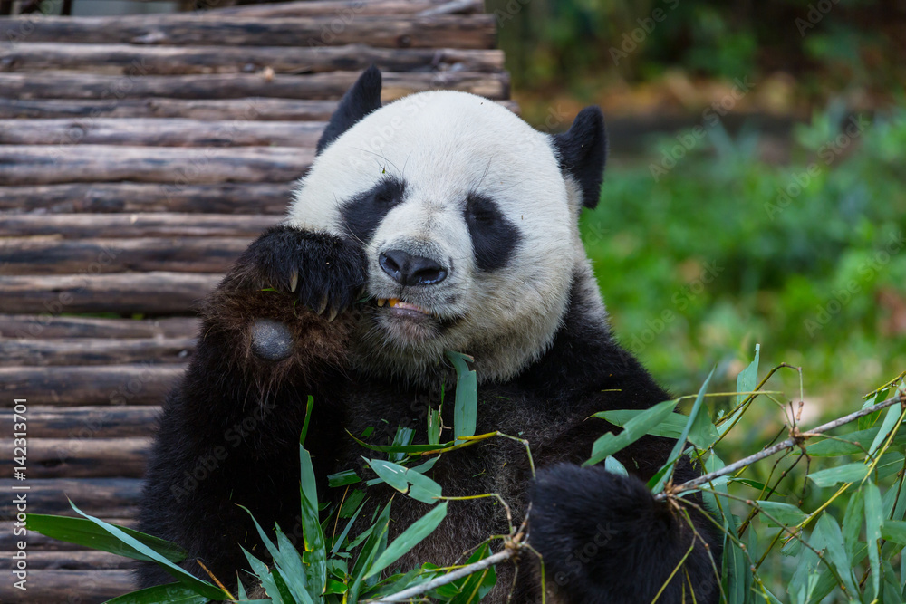 Fototapeta premium Panda