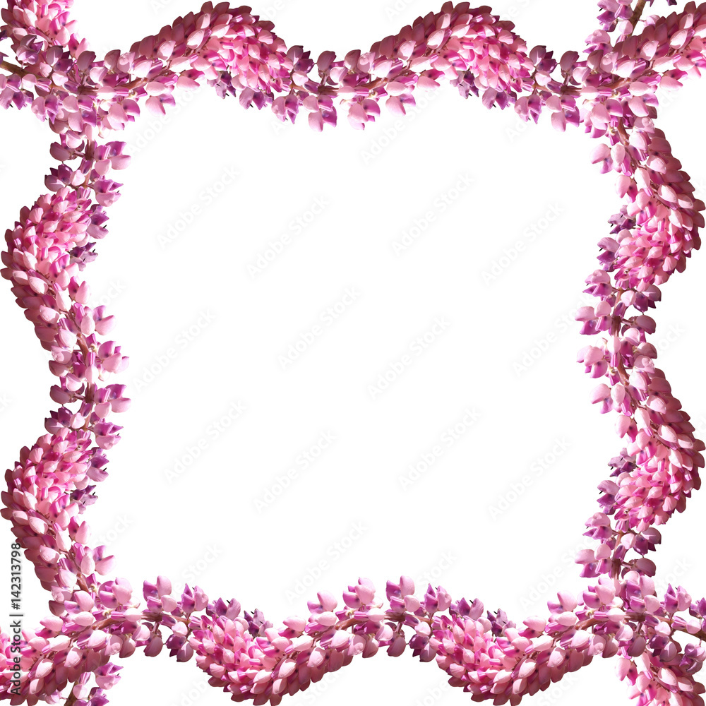 Obraz premium Frame of pink lupine isolated on white background 