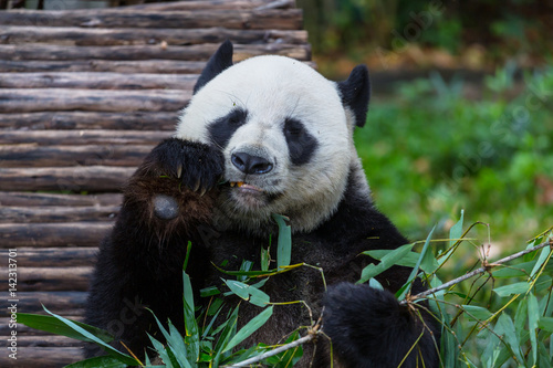 Fototapeta Naklejka Na Ścianę i Meble -  Panda