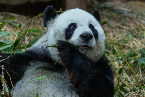 Fototapeta Naklejka Na Ścianę i Meble -  Panda