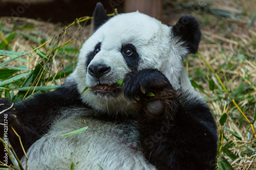Fototapeta Naklejka Na Ścianę i Meble -  Panda