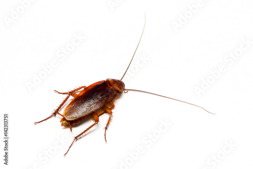 cockroach on white background © Suchart