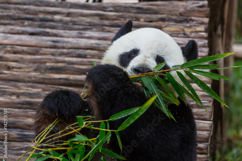 Fototapeta Naklejka Na Ścianę i Meble -  Panda