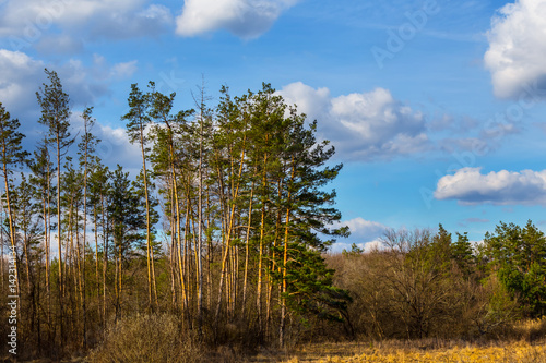 spring pine tree forest glade and a cloudy sky