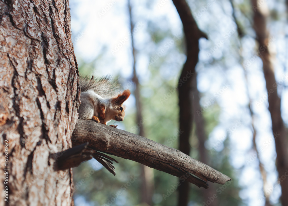 The squirrel on tree