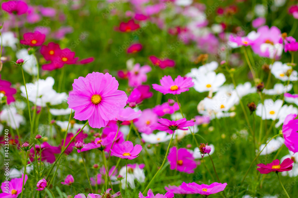 Cosmos flower with blue sky in the garden Cosmos flower with blue sky in the garden