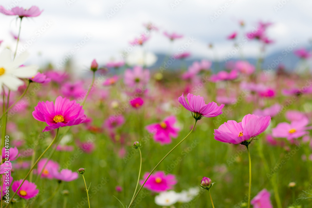 Cosmos flower with blue sky in the garden Cosmos flower with blue sky in the garden