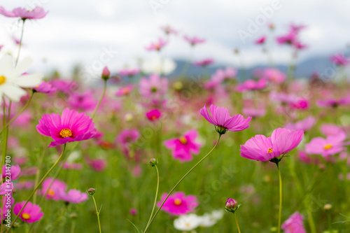 Cosmos flower with blue sky in the garden © Golden House Images