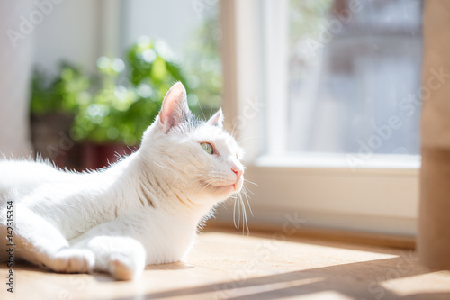 Fototapeta Naklejka Na Ścianę i Meble -  Katze 