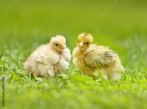 two yellow chicken