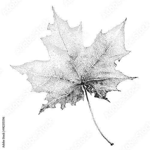  Illustration with a large black-and-white maple leaf on a white background.  Image for your design projects: banners, business, cards, posters, textiles