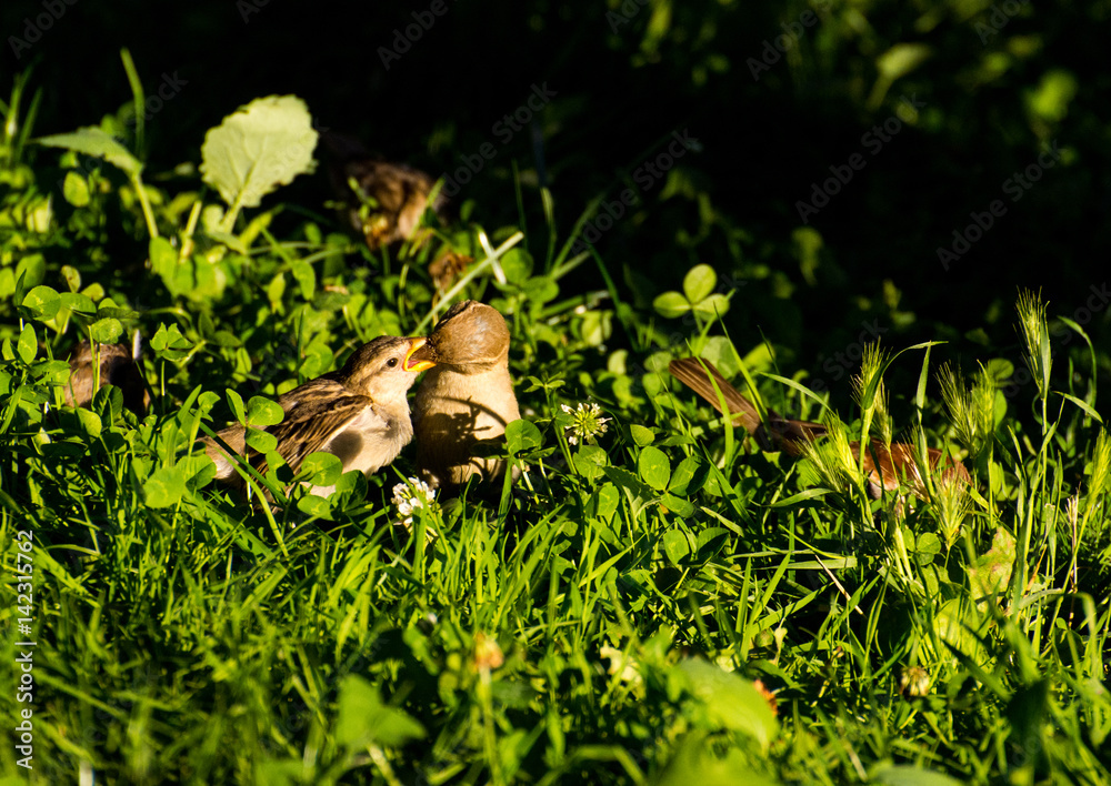 Obraz premium Passero Domestico