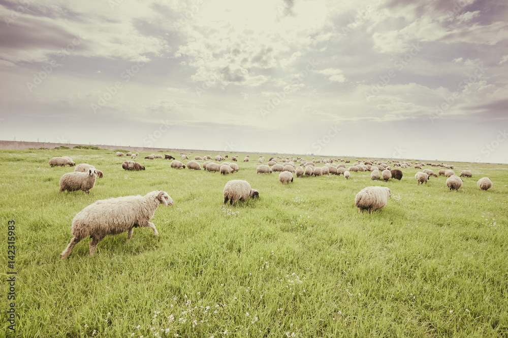 Herd of sheep in Iraqi countryside during spring season Herd of sheep in Iraqi countryside during spring season